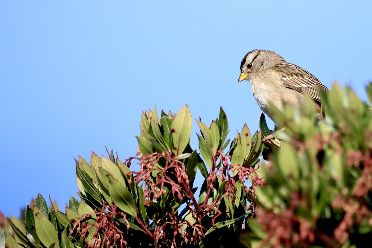 White-crowned Sparrow - ML612474000