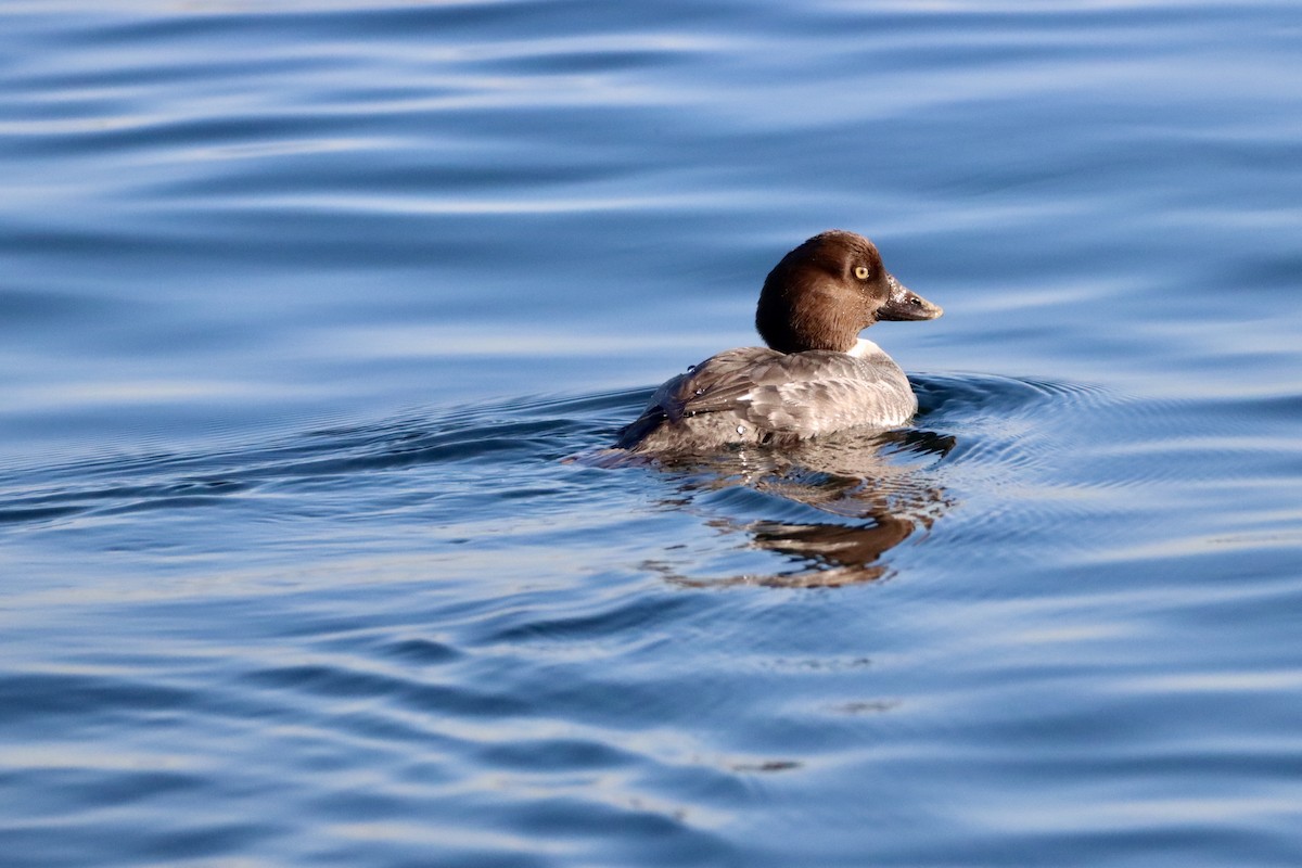 Common Goldeneye - ML612474005