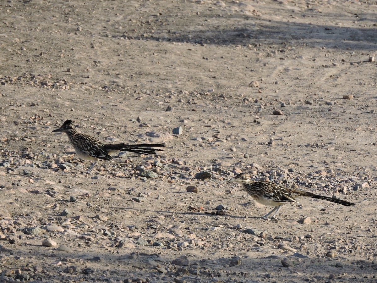 Greater Roadrunner - Gail DeLalla