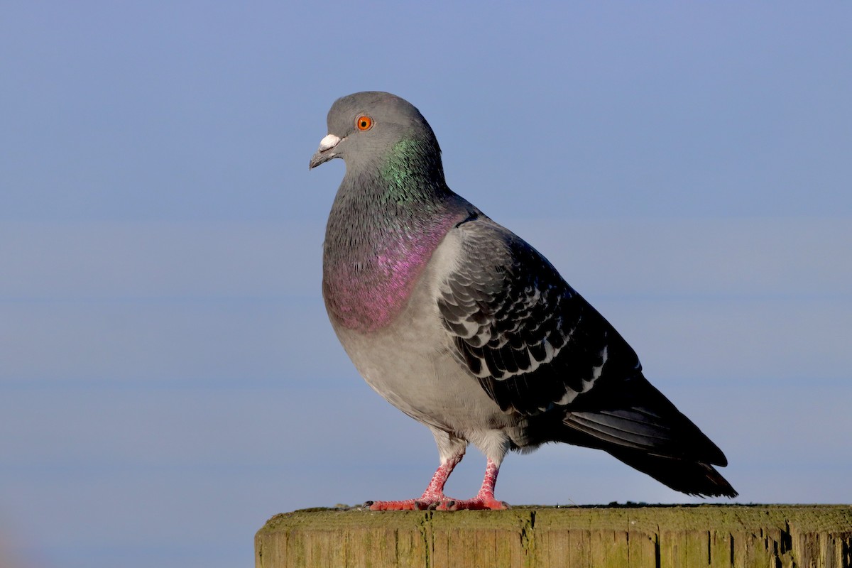 Rock Pigeon (Feral Pigeon) - ML612474139