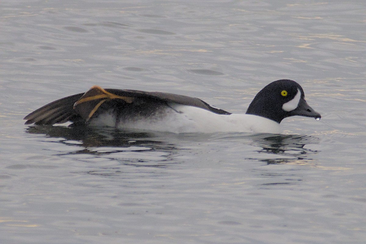 Barrow's Goldeneye - ML612474211