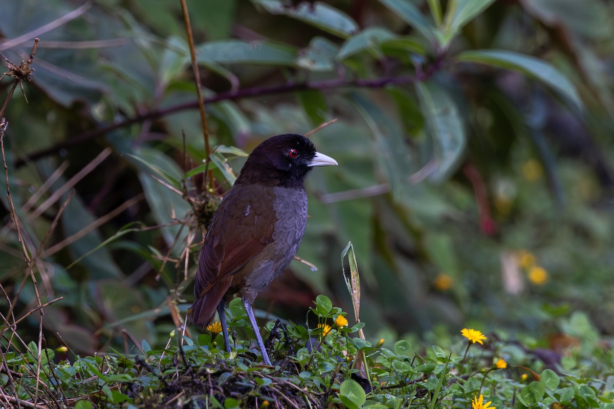 Pale-billed Antpitta - ML612474234