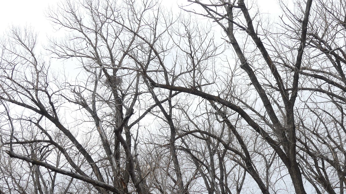 Great Horned Owl - Ted Nanninga