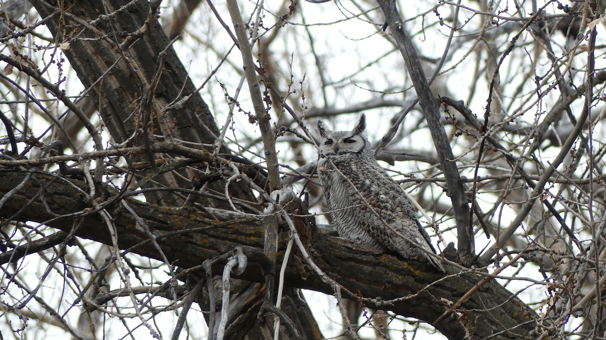 Great Horned Owl - Ted Nanninga