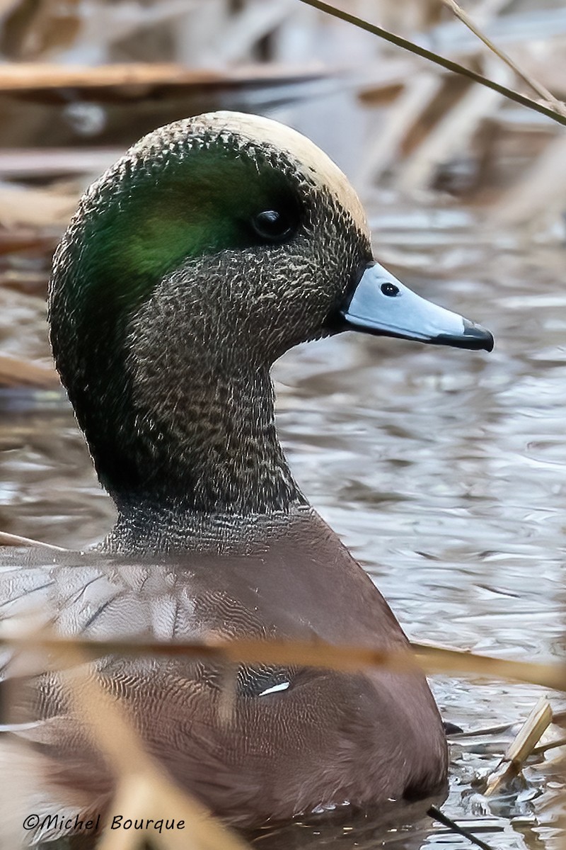 American Wigeon - ML612474331