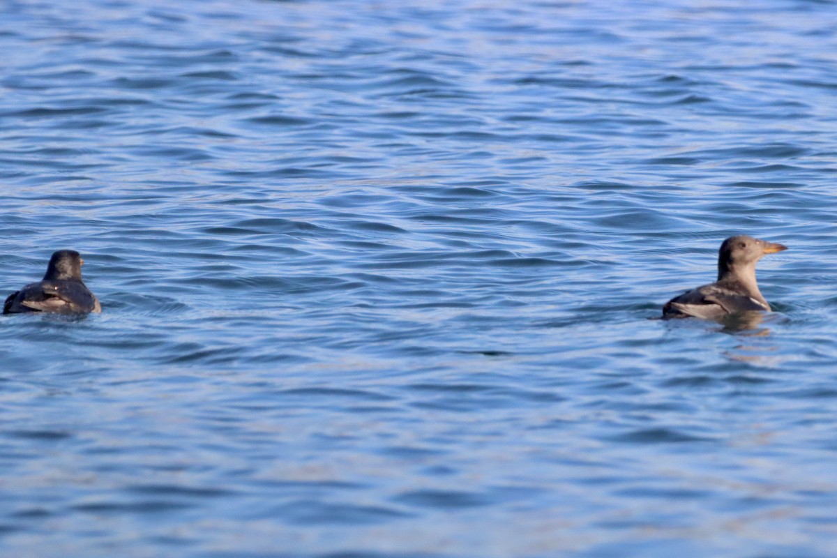 Rhinoceros Auklet - ML612474342