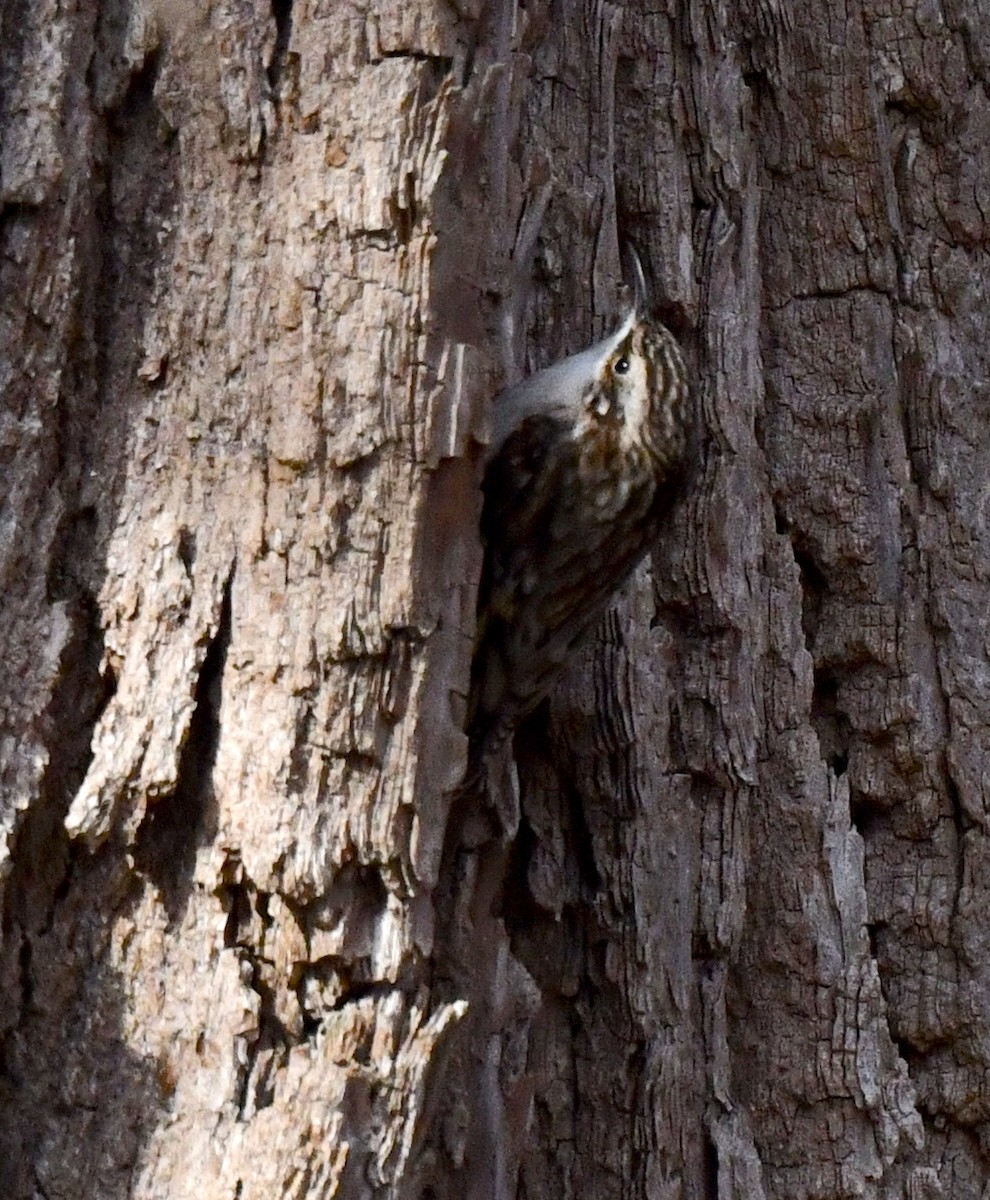 Brown Creeper - ML612474349