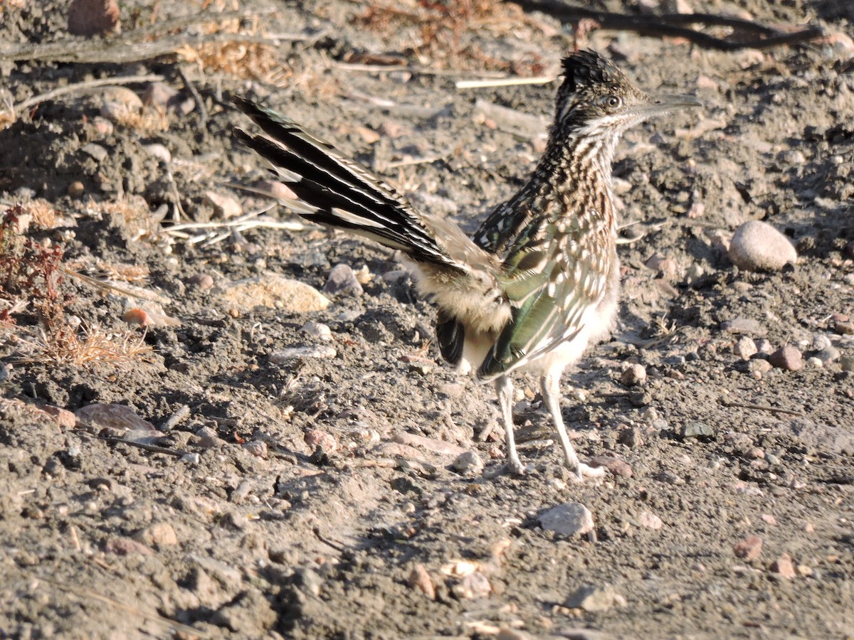 Greater Roadrunner - Gail DeLalla