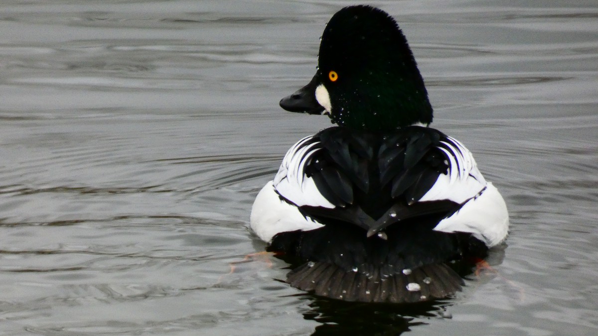 Common Goldeneye - ML612474423