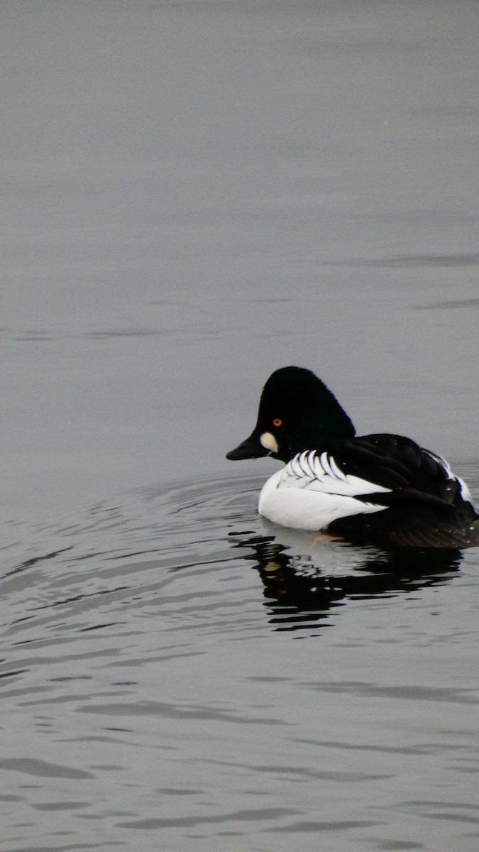 Common Goldeneye - ML612474425