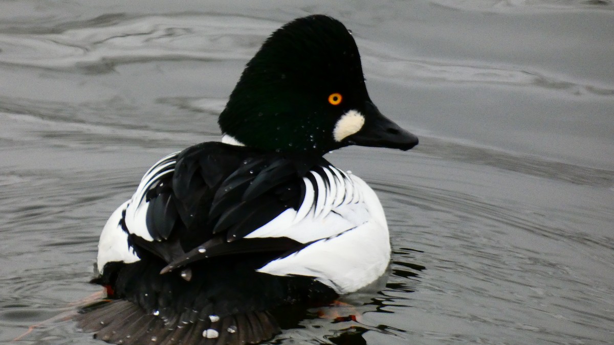 Common Goldeneye - ML612474426