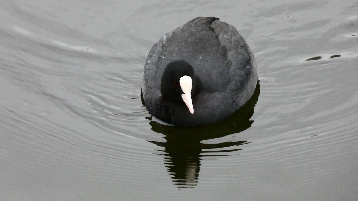 Eurasian Coot - ML612474434