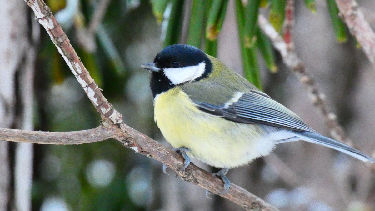 Great Tit - ML612474500