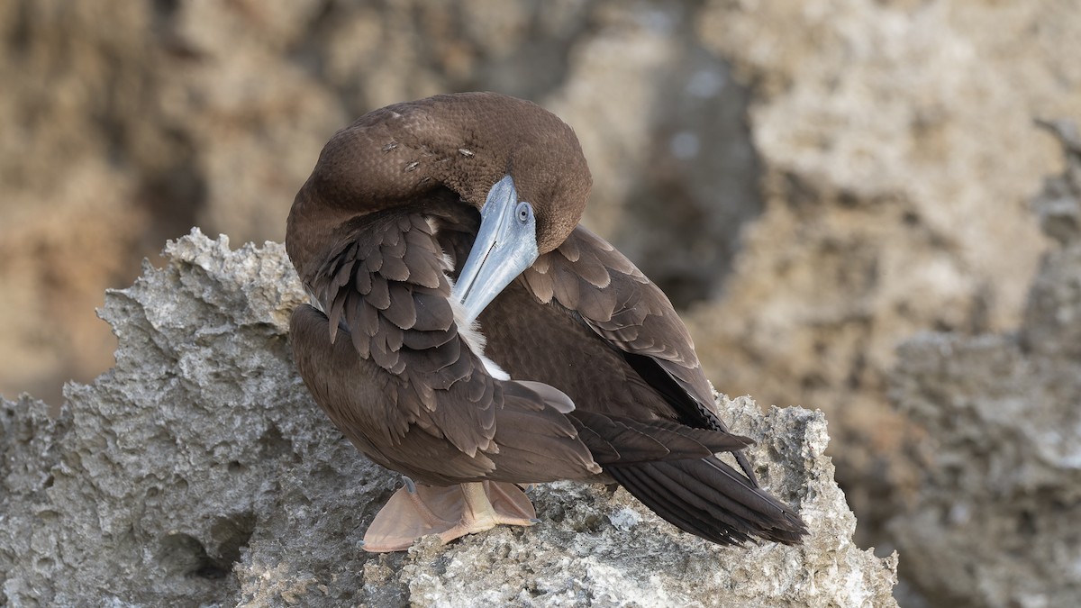 Brown Booby - ML612474596