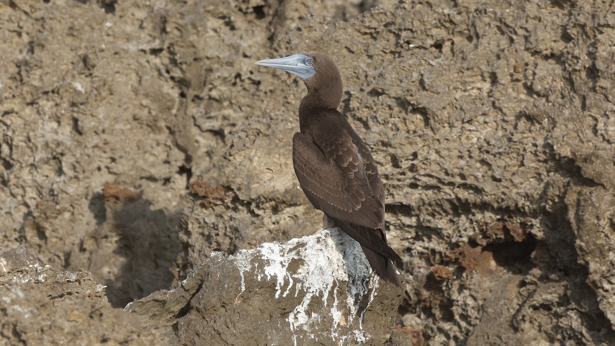 Brown Booby - ML612474597