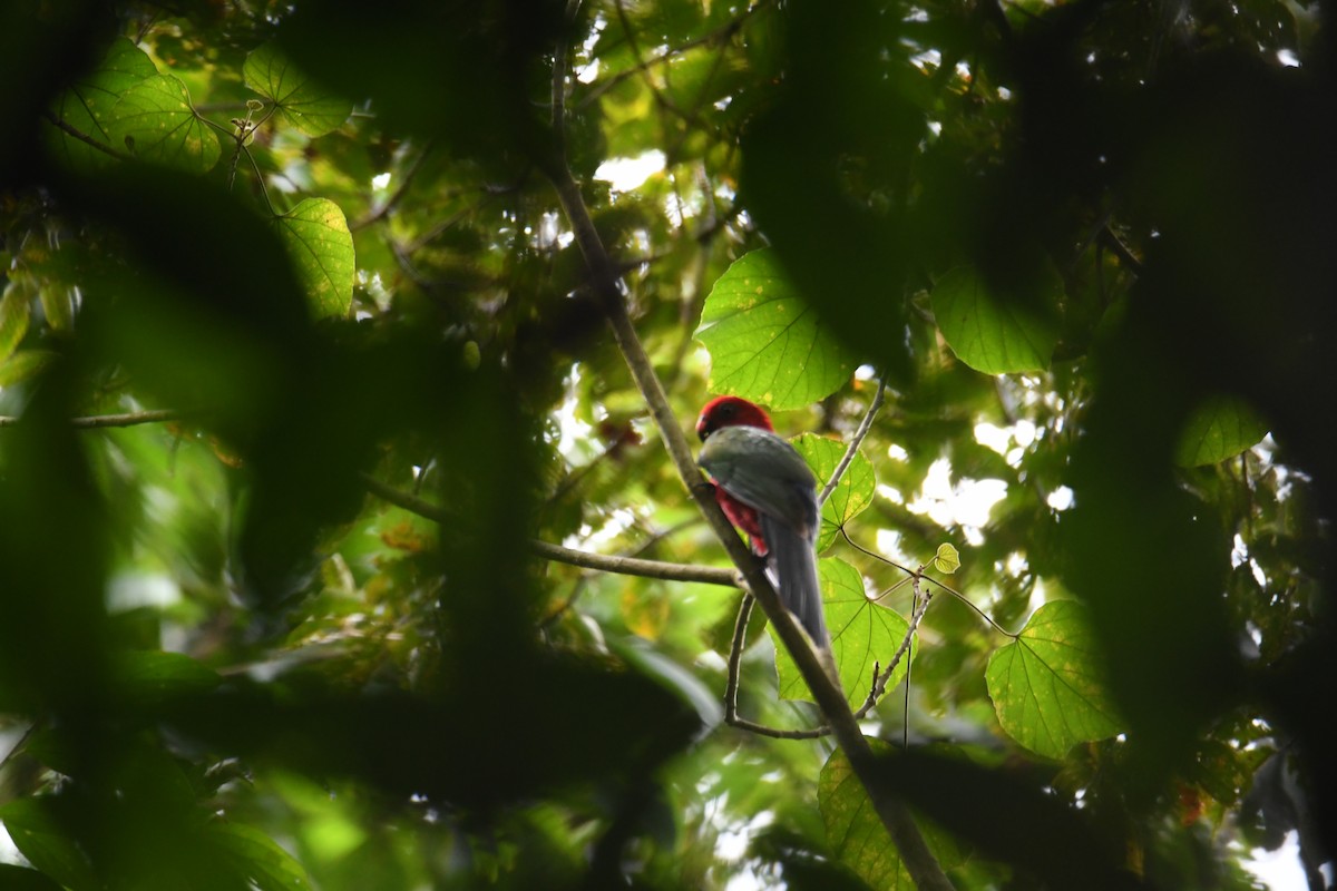 Moluccan King-Parrot - John Cooper