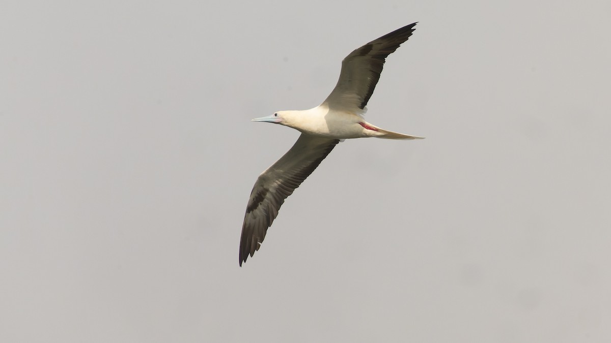 Red-footed Booby - ML612474703