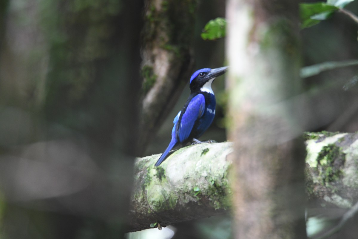 Blue-black Kingfisher - John Cooper