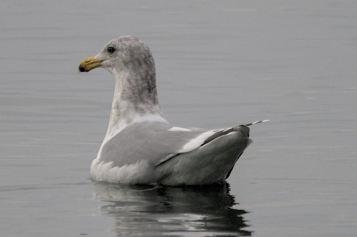 Glaucous-winged Gull - ML612474833