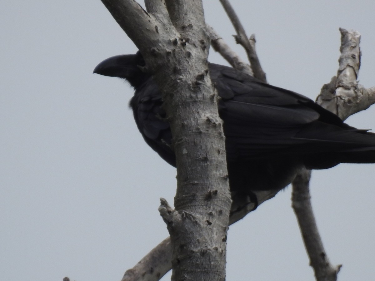 Large-billed Crow - ML612474860