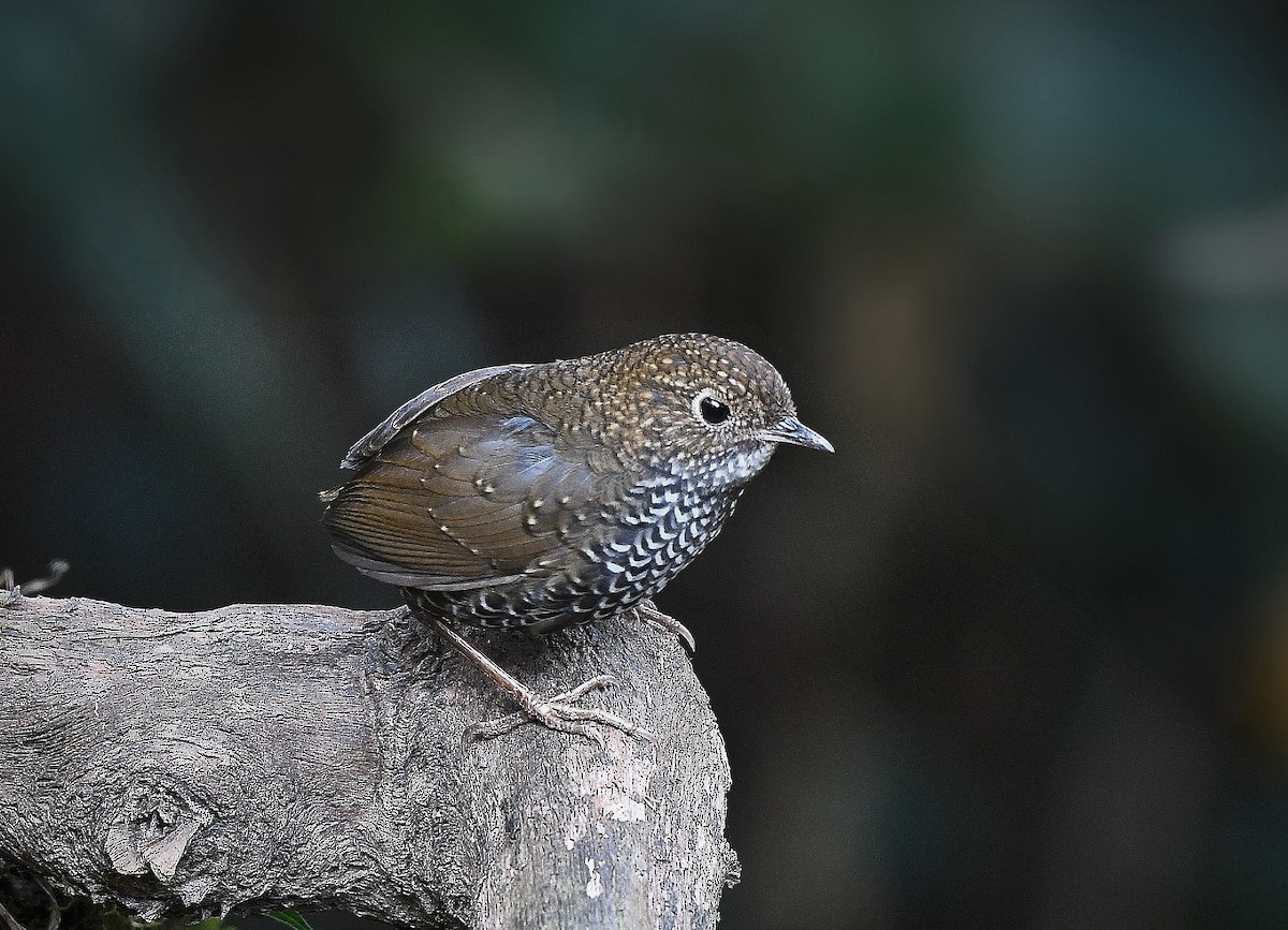 Scaly-breasted Cupwing (Himalayan) - ML612474879