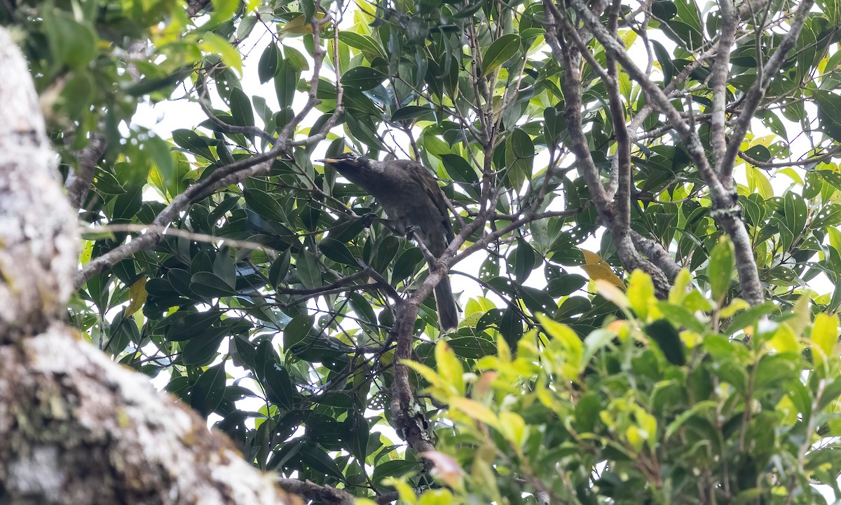 Bridled Honeyeater - ML612474946