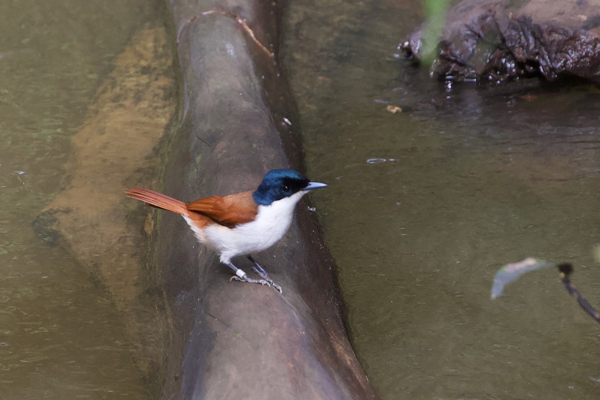 Shining Flycatcher - ML612474964