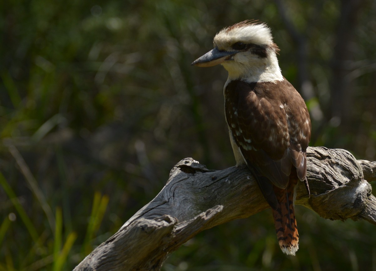 Laughing Kookaburra - ML612474988