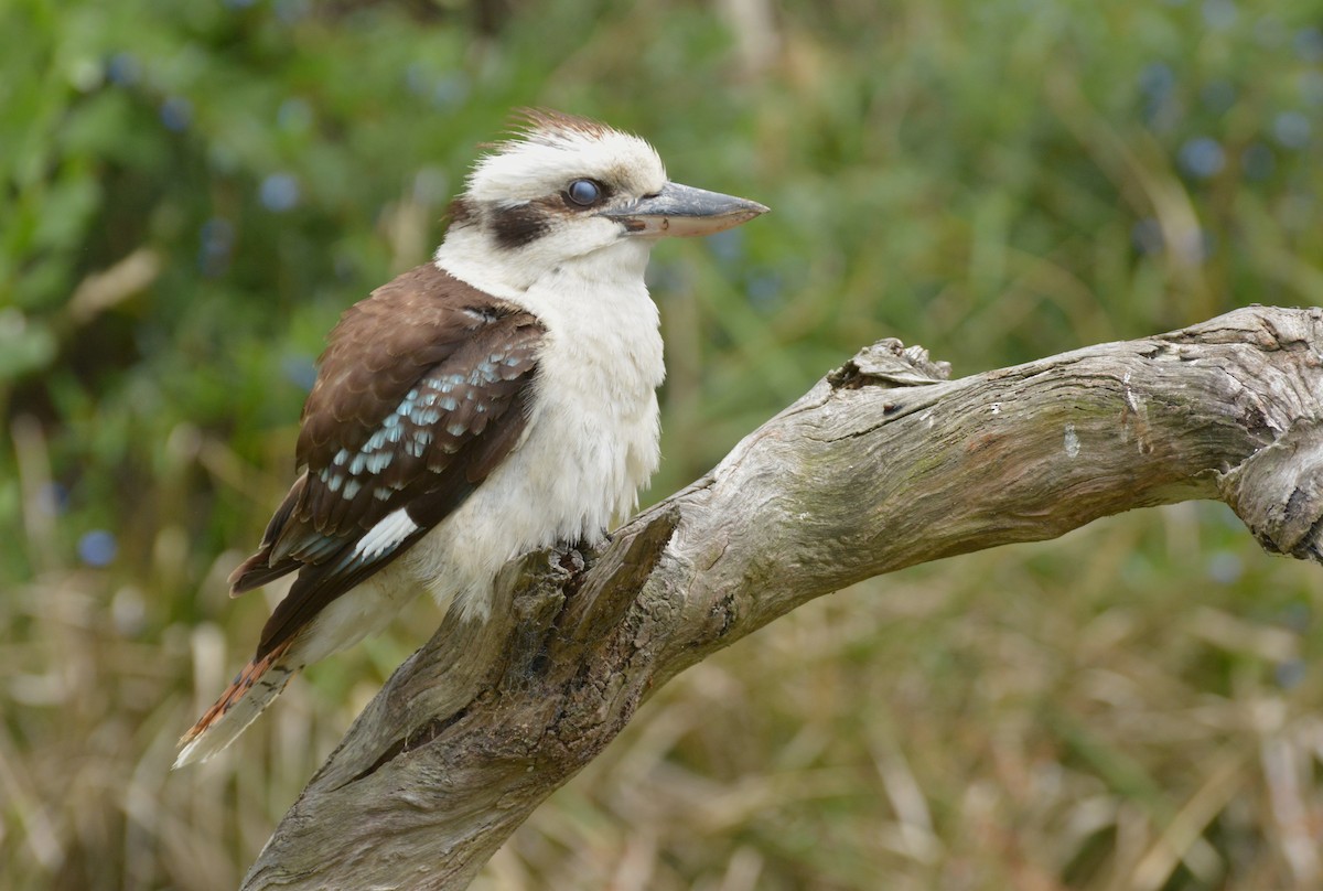 Laughing Kookaburra - ML612474989