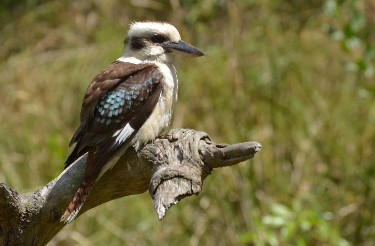 Laughing Kookaburra - ML612474991