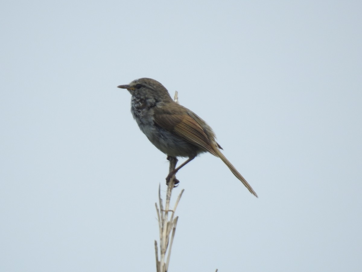 Japanese Bush Warbler - ML612475006