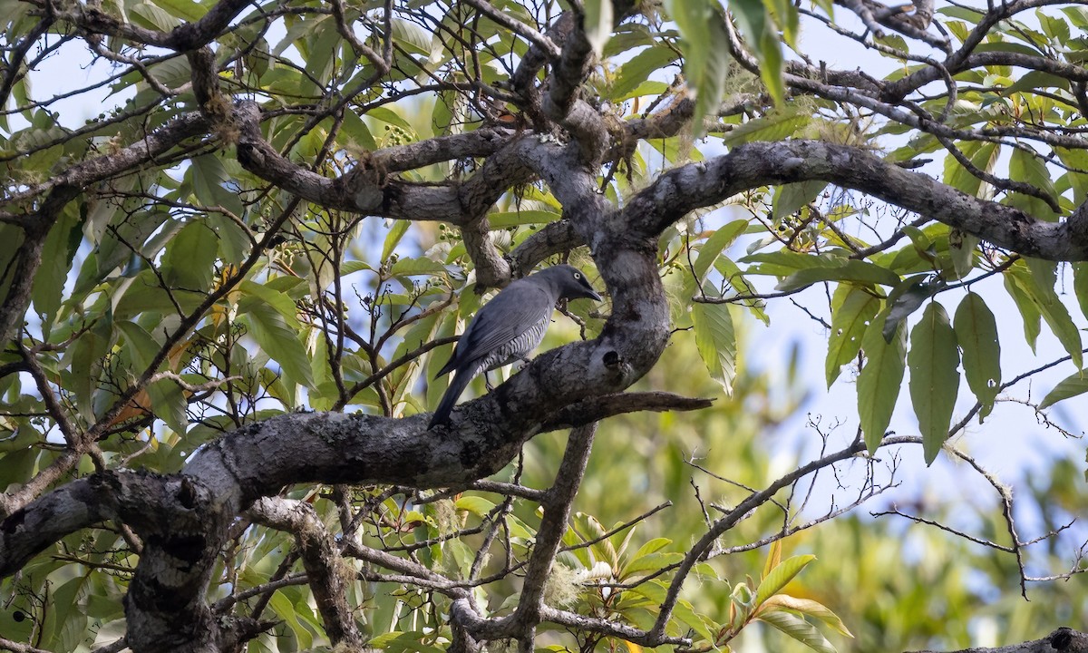 Barred Cuckooshrike - ML612475047