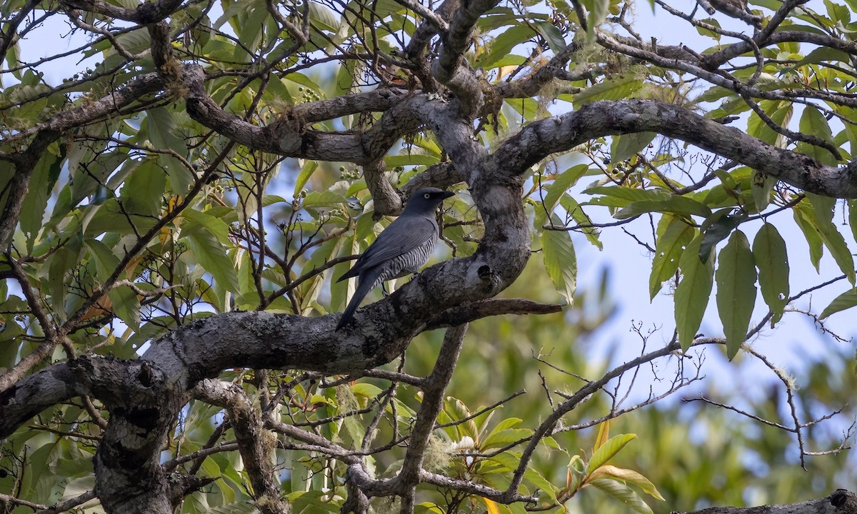 Barred Cuckooshrike - ML612475048