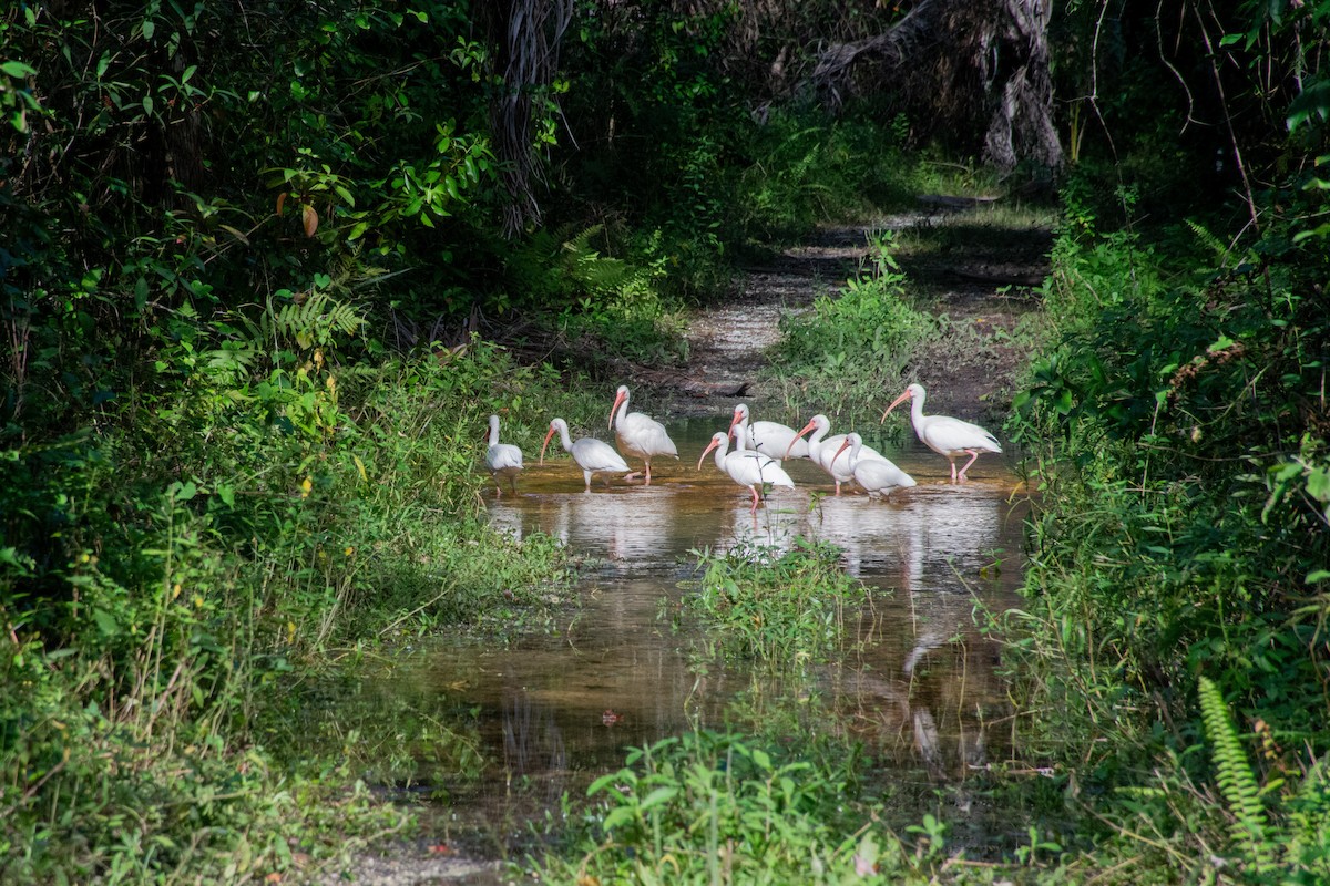 White Ibis - ML612475103