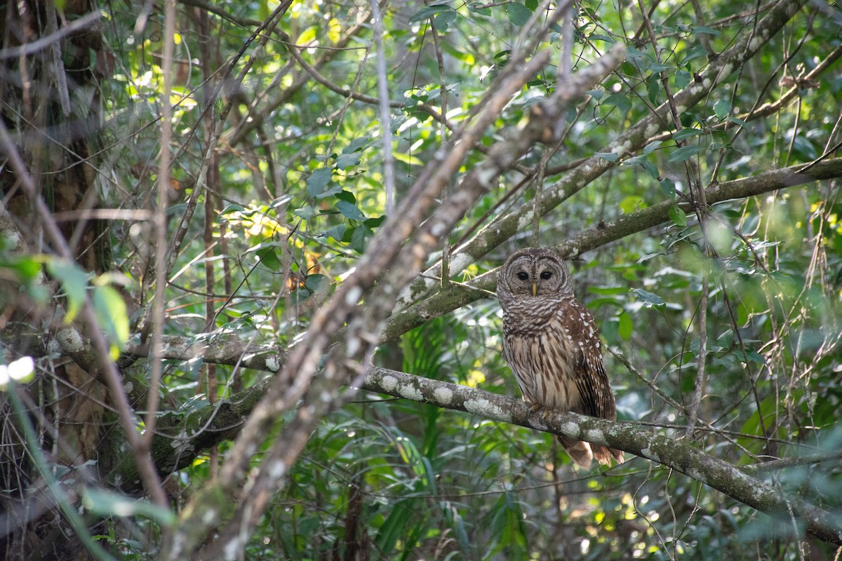 Barred Owl - Sangam Paudel