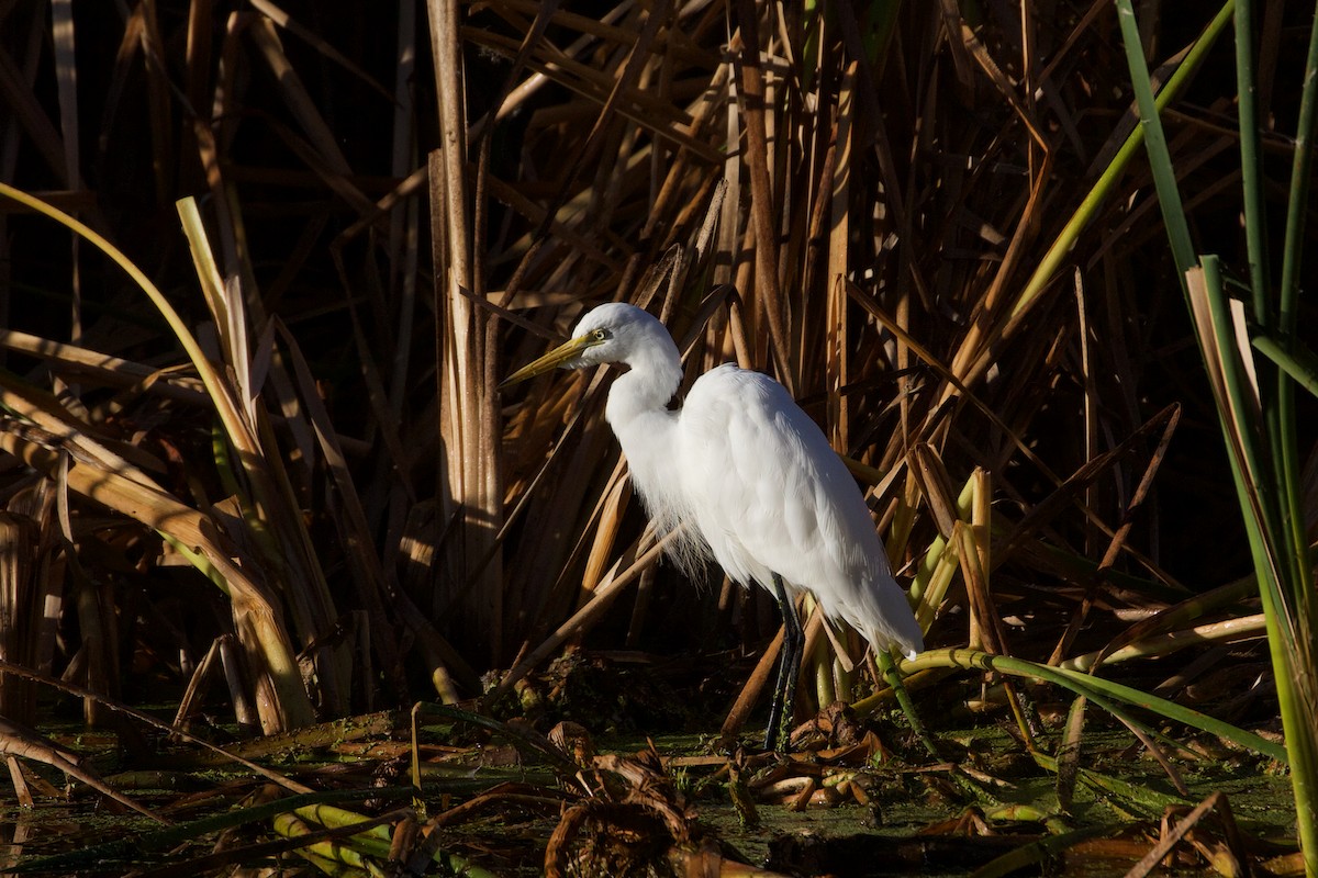 Plumed Egret - Elliot Leach