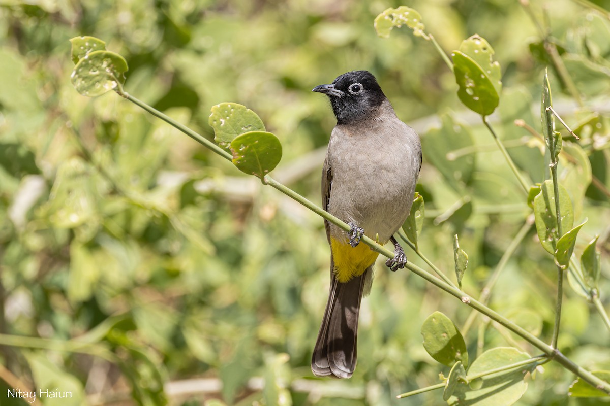 White-spectacled Bulbul - ML612475131