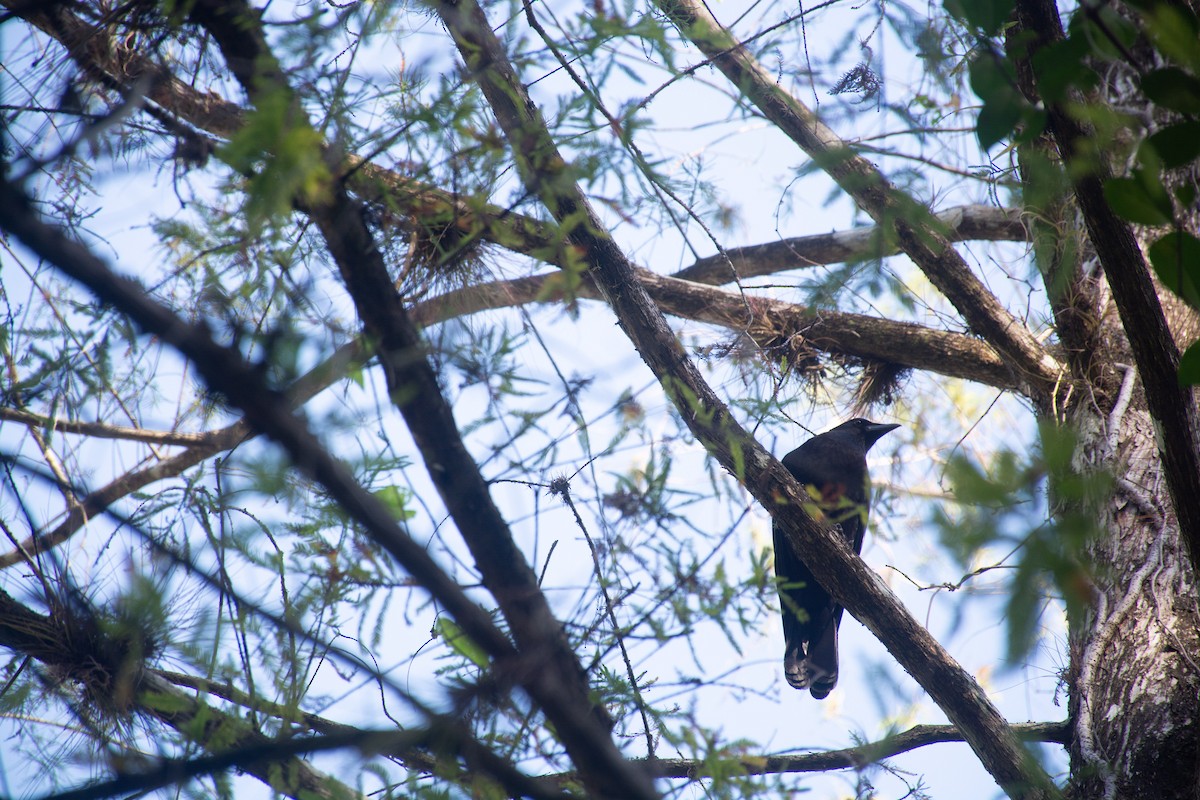 American Crow - ML612475134