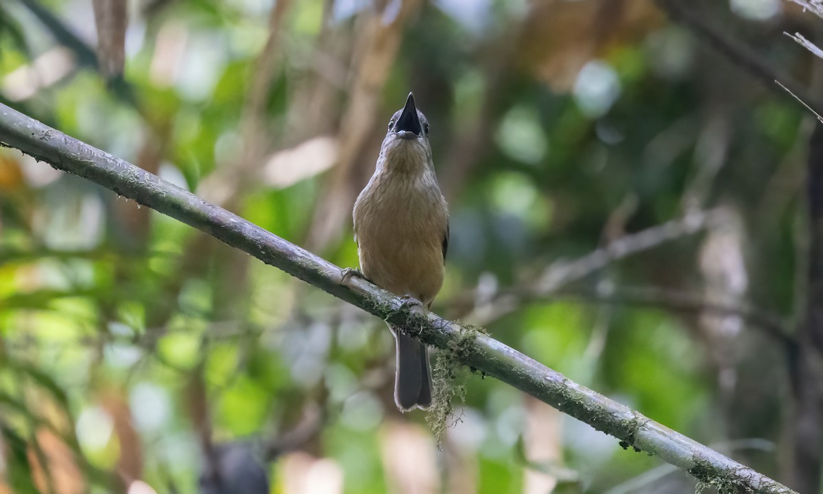 Bower's Shrikethrush - ML612475183