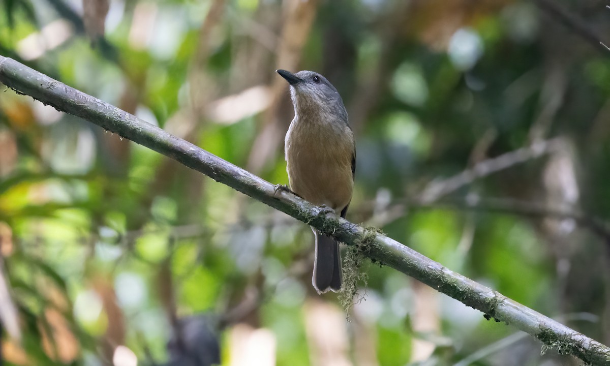 Bower's Shrikethrush - ML612475184