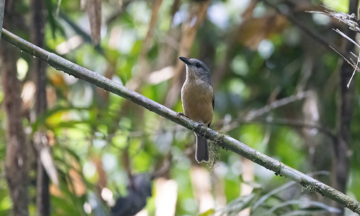 Bower's Shrikethrush - ML612475187