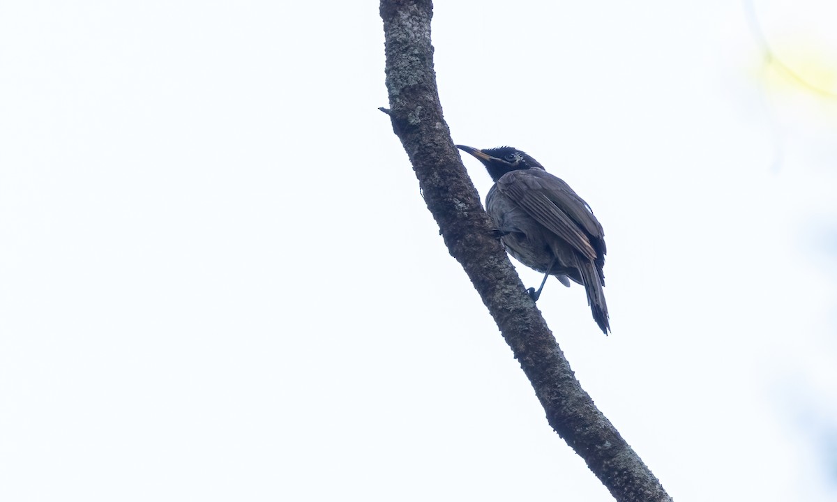 Bridled Honeyeater - ML612475346