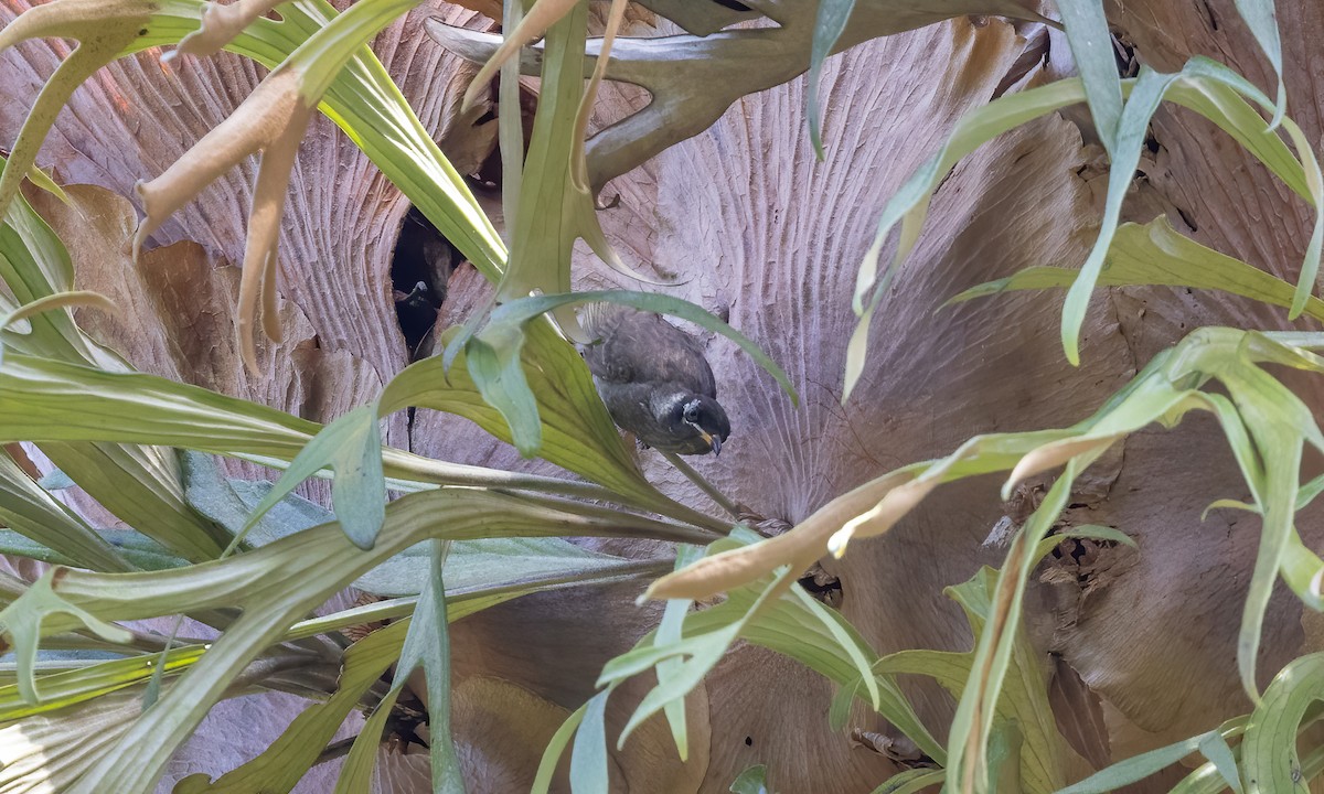 Bridled Honeyeater - ML612475348