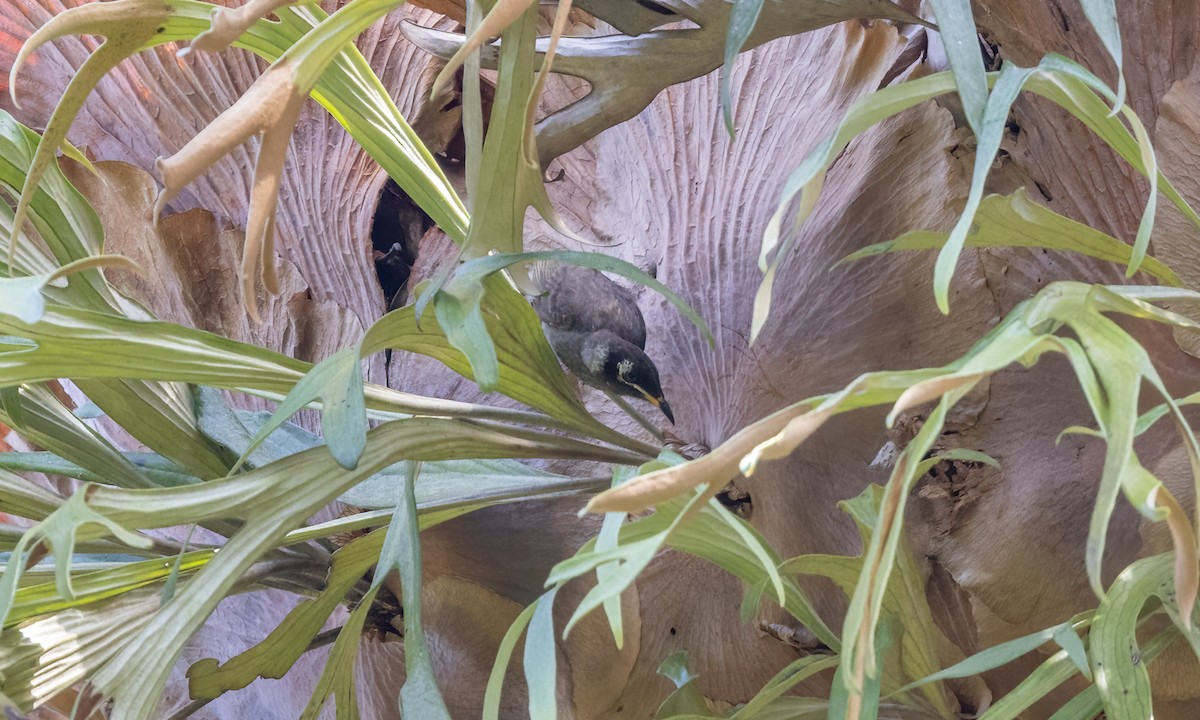 Bridled Honeyeater - ML612475352