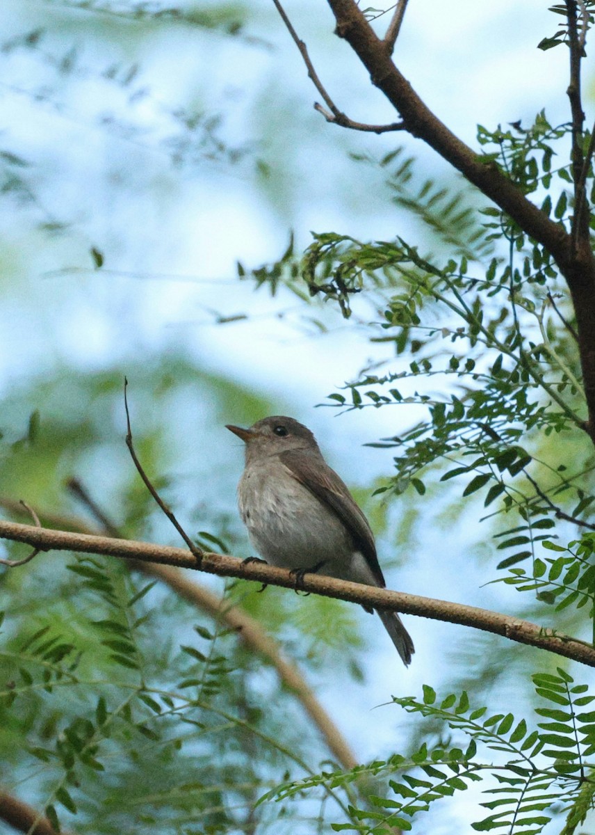 Ashy-breasted Flycatcher - ML612475356