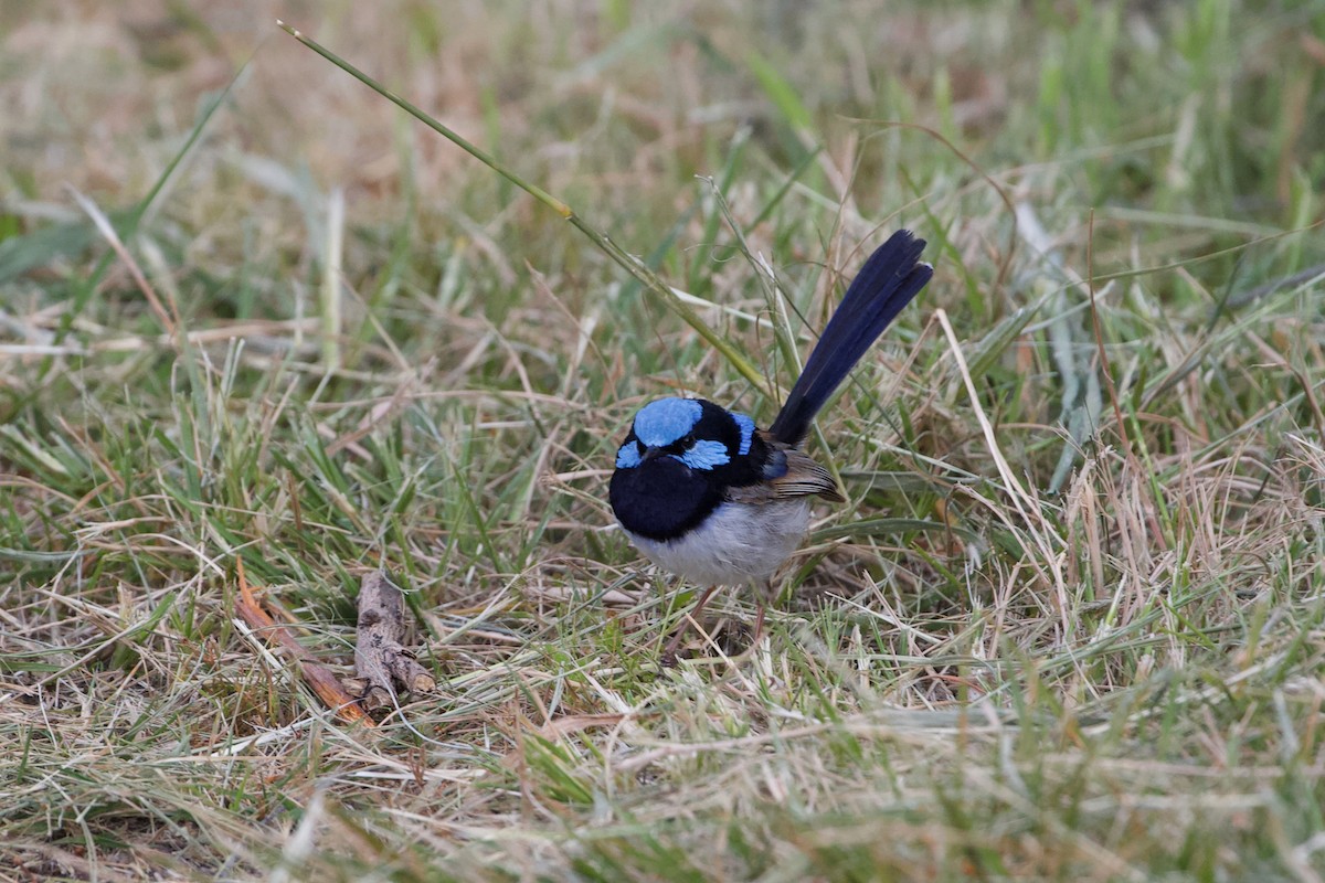 Superb Fairywren - ML612475367