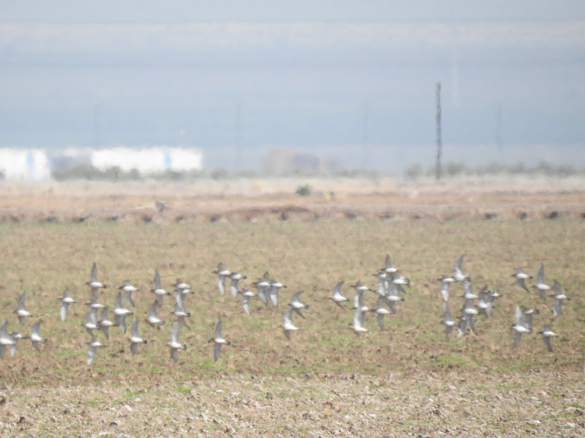 Chorlito Llanero - ML612475402