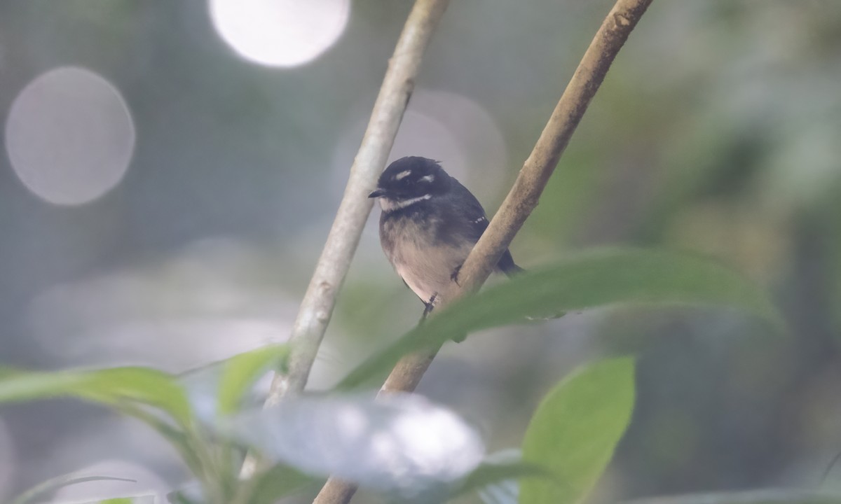 Gray Fantail (keasti) - ML612475443