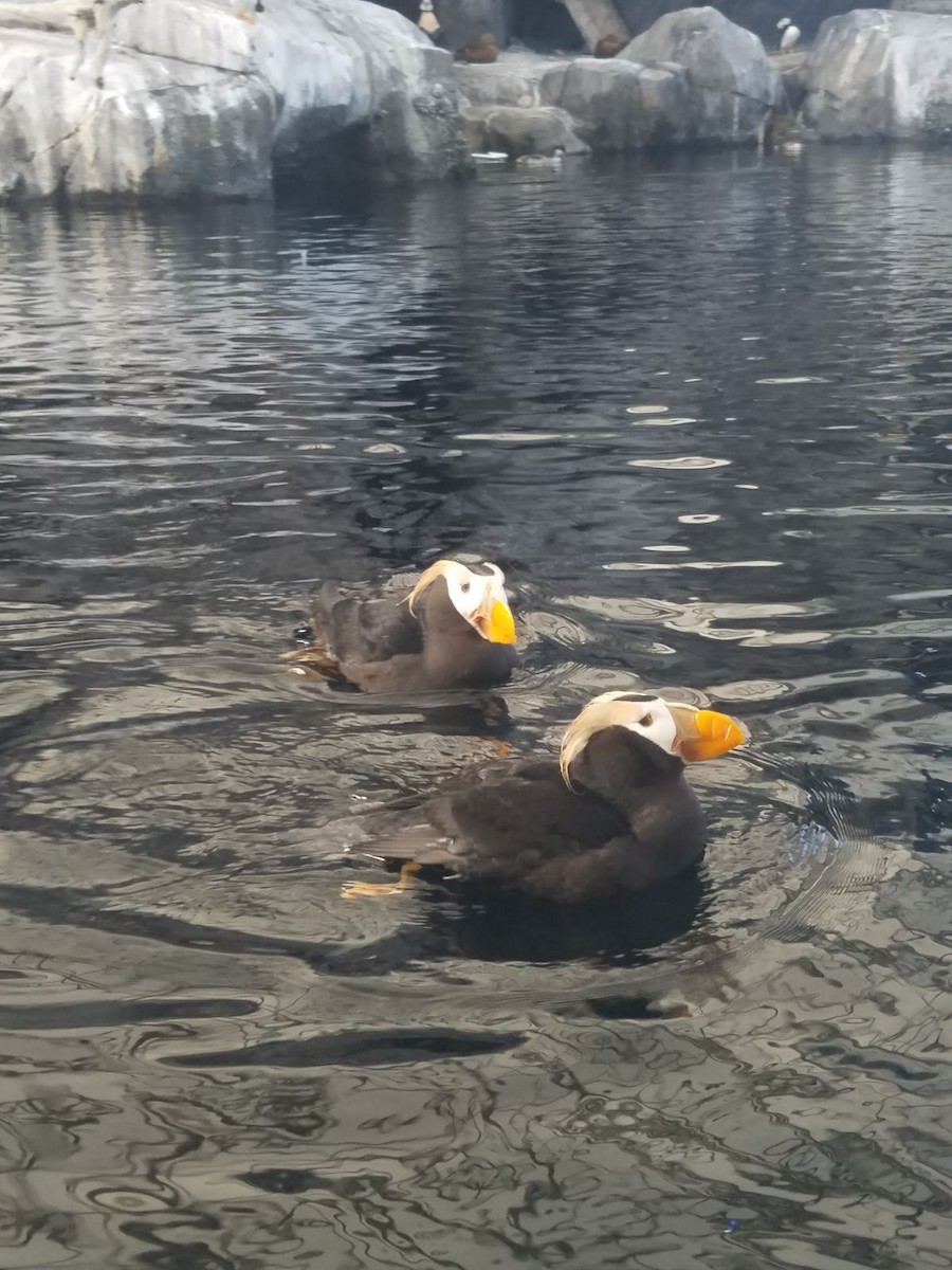 Tufted Puffin - ML612475469