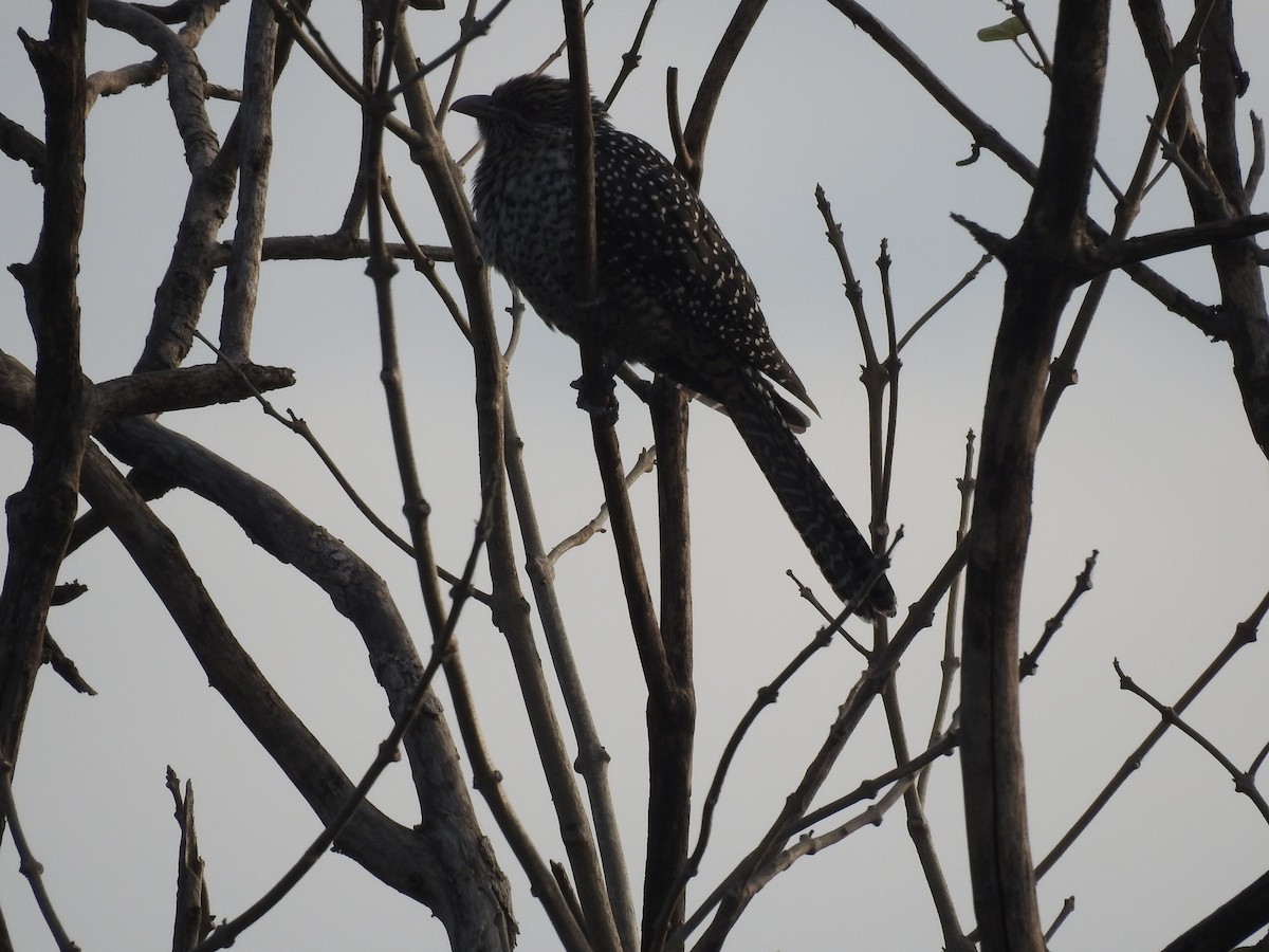 Asian Koel - Saheb Singh Bal